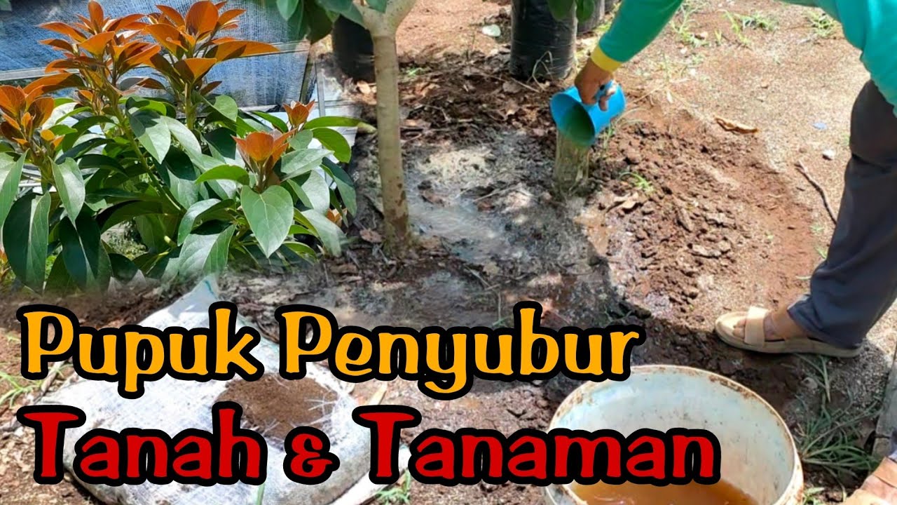 Manfaat Pupuk Organik Cair Untuk Tanah dan Tanaman Alpukat