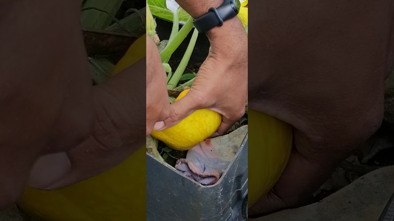 Session 5 - Rooftop garden harvest in Mauritius.