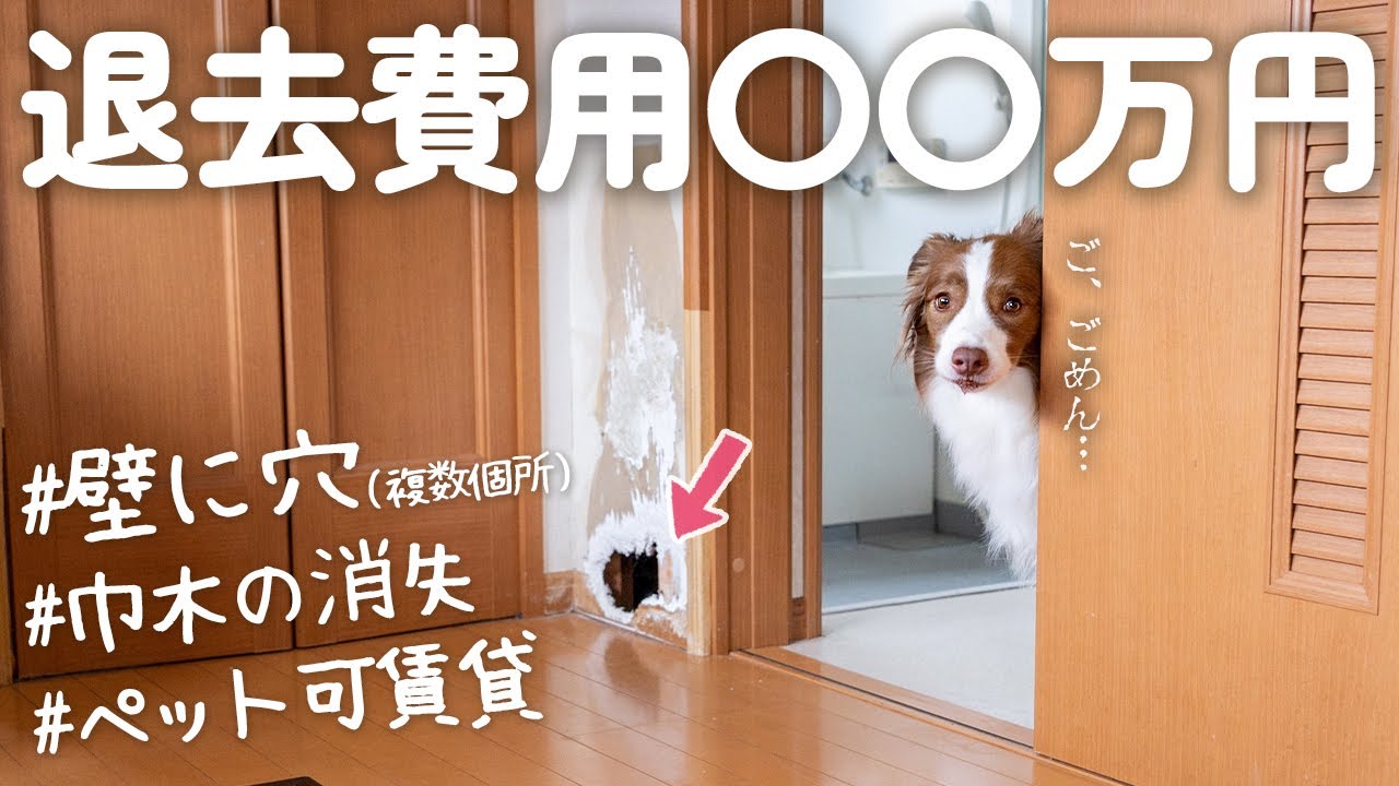 【悲報】ボーダーコリーと４年間住んだ家の退去費用が高すぎて泣いた....【ペット可賃貸物件】