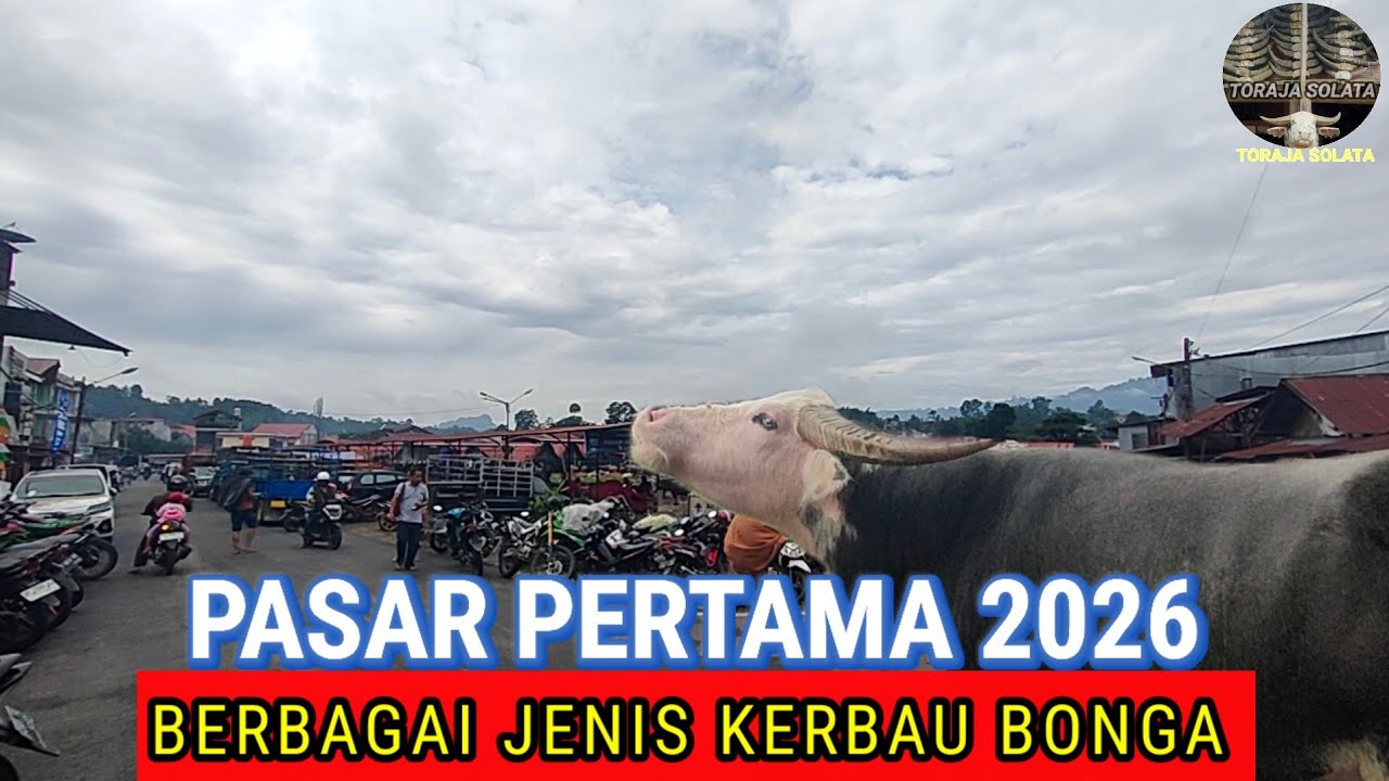 Pasar Pertama Tahun 2026: penampakan banyak jenis kerbau Bonga 
