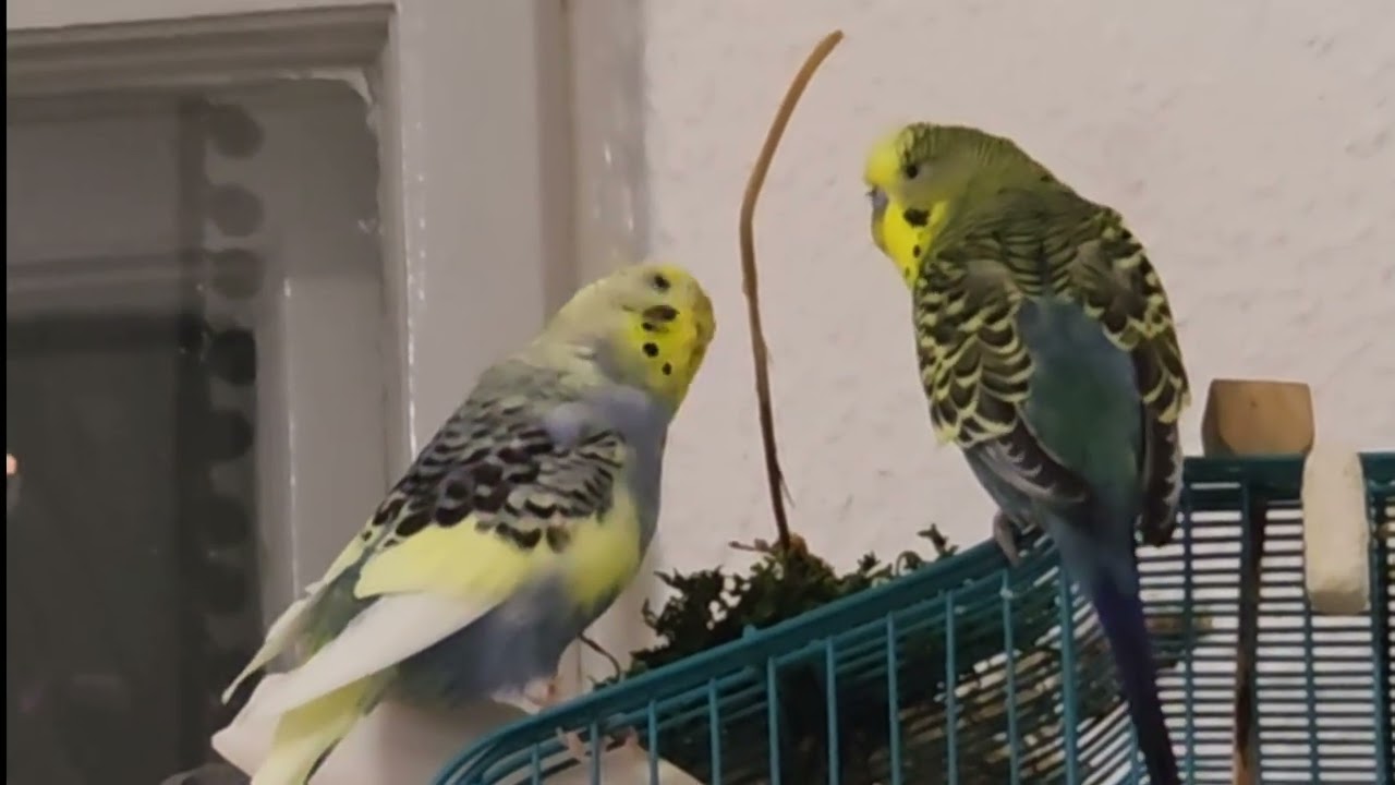 Lori Story -  Im Holzfällerin Stil