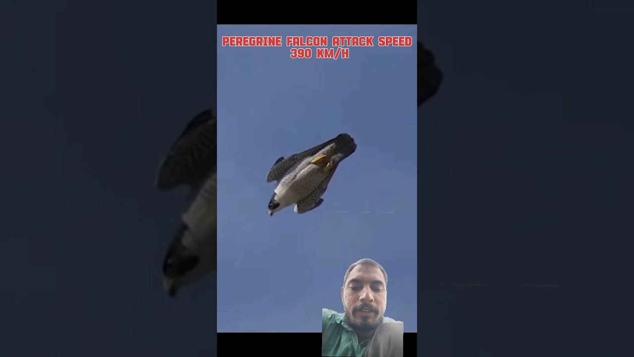 PEREGRINE FALCON ATTACK SPEED 390 KM/H #motivation #birdofprey #jimcorbettwildlifeandnatureview