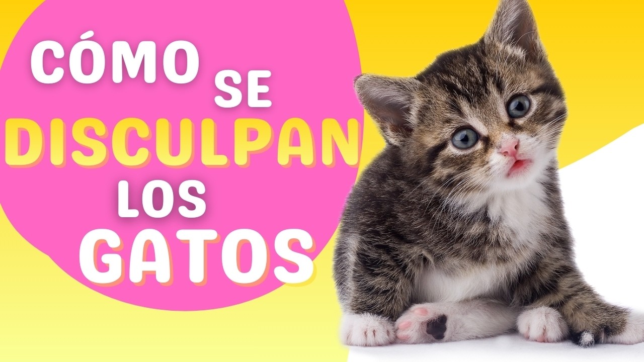 Pueden los gatos pedir disculpas a los humanos?