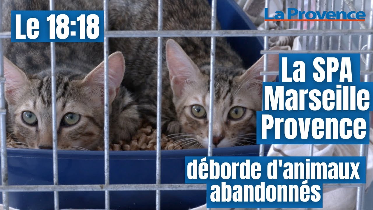 « Cet été, 20 à 30 appels arrivent certains jours pour des abandons » (SPA Marseille Provence)
