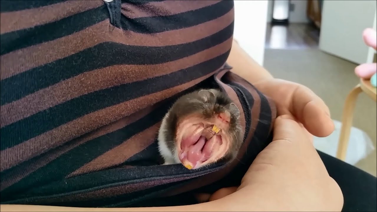 Panda bear hamster yawning