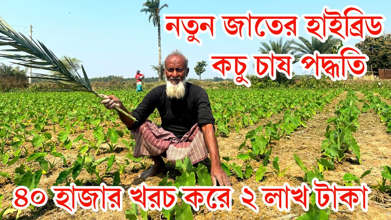 নতুন জাতের হাইব্রিড মুখি কচু চাষ পদ্ধতি লচের কোন সম্ভাবনা নেই