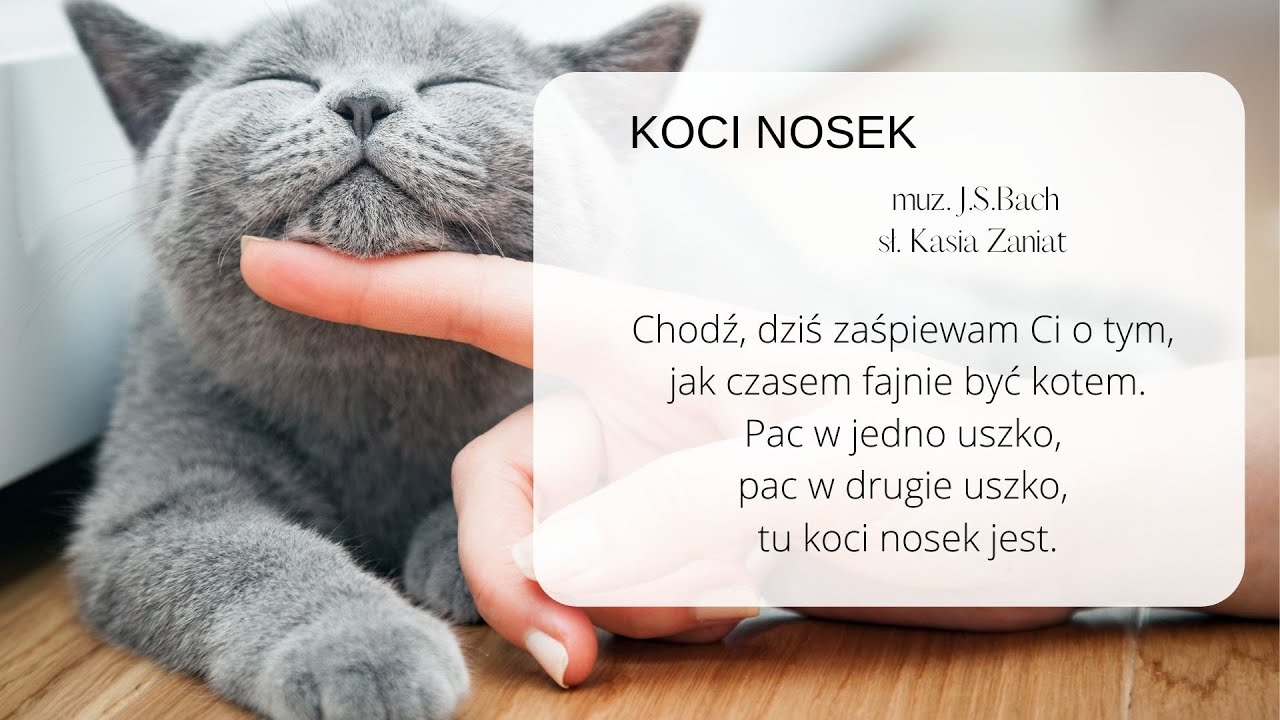 Koci nosek - zabawa muzyczno ruchowa z łatwym tańcem w parach