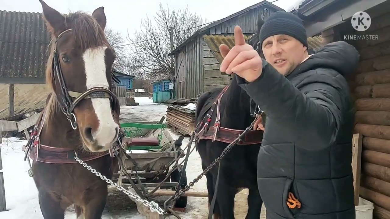 Запрегли лошадь первый раз! Ясмина в запряжке!!! :) Кого в борозну, кого под руку?? :)