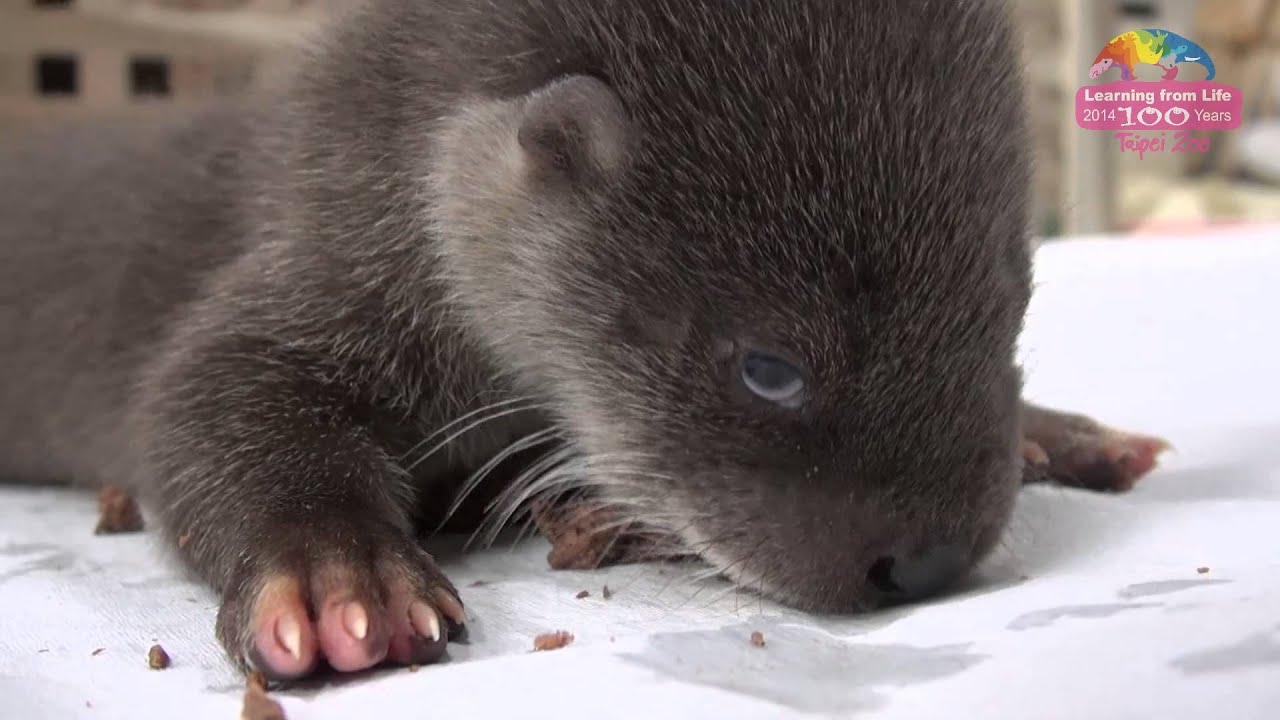 水獺兄弟開吃副食品 European Otter Cubs Started to Eat Baby Food