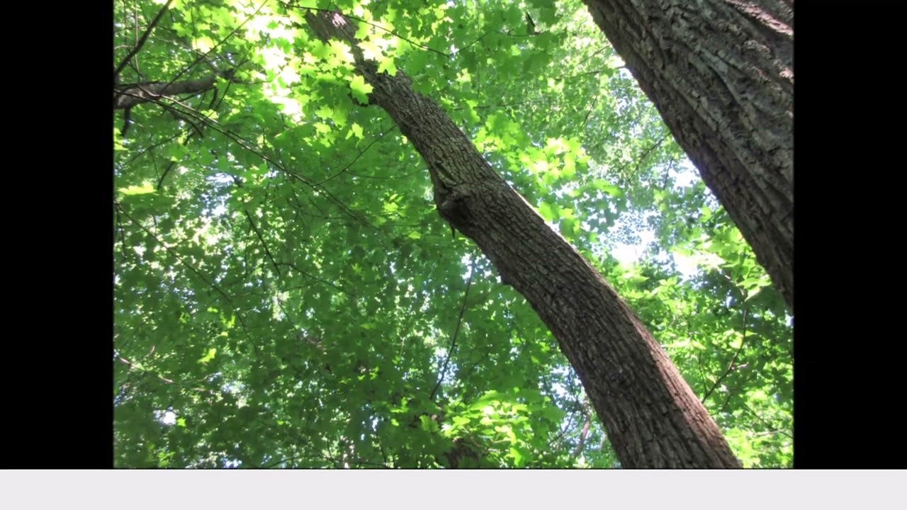 Dreams Of The Young Trees Maple Tree June 2024