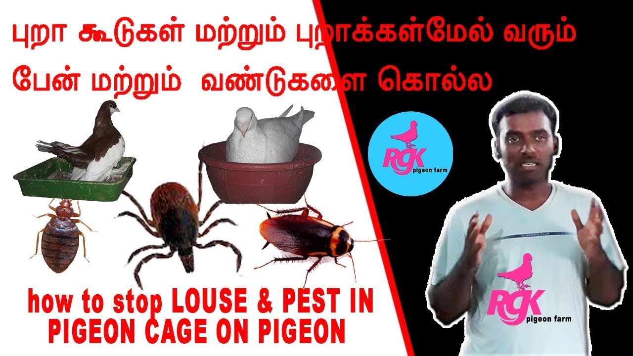புறா கூடுகள் மற்றும் புறாக்கள்மேல் வரும்  பேன் மற்றும்  வண்டுகளை கொல்ல
