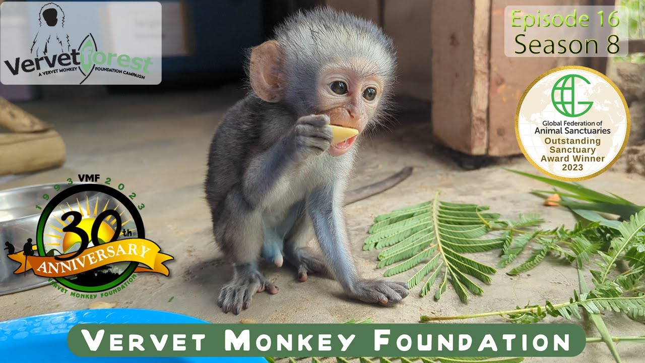 🌟 Little Monkey's Journey: From Fear to Finding a Home 🌟