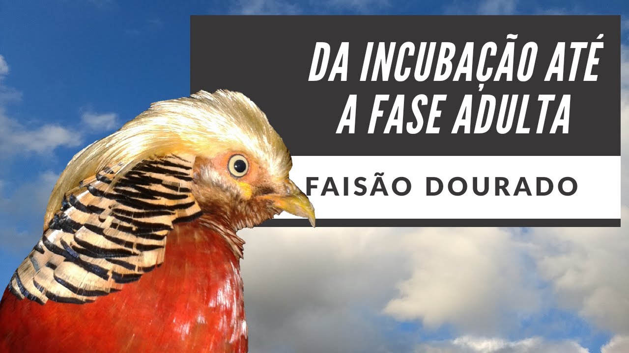 Fais&atilde;o Dourado: Da incuba&ccedil;&atilde;o at&eacute; a fase adulta.