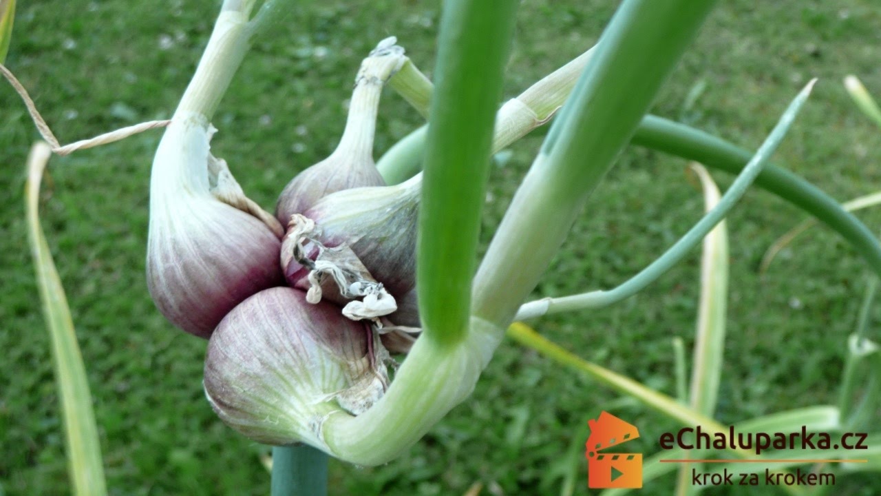 Jak pěstovat cibuli prorůstavou. Allium proliferum