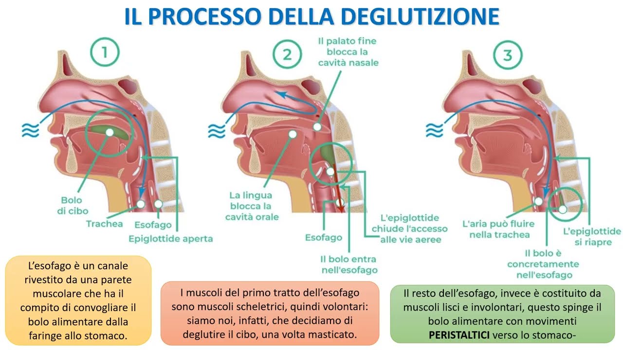 DEGLUTIZIONE E DIGESTIONE
