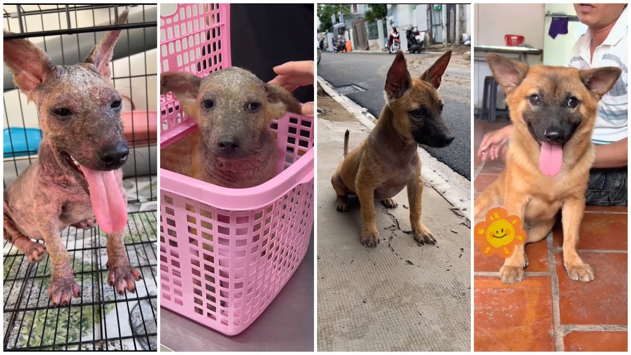 Hành trình 2 tháng tút lại vẻ đẹp trai cho bé cún bị chủ bỏ rơi vì viêm da nặng toàn thân