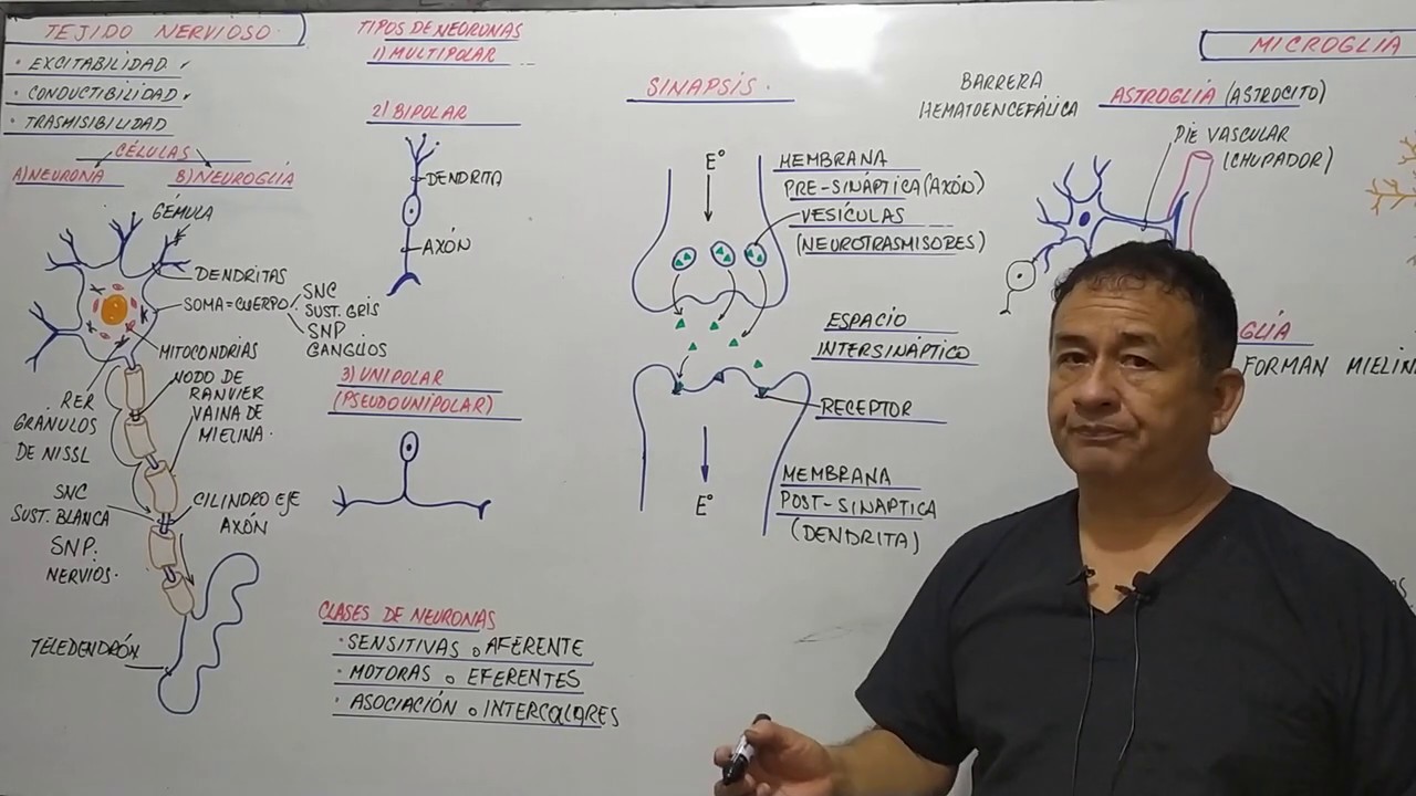 TEJIDO NERVIOSO - caracteristicas - neuronas - partes - sinapsis - neurogl&iacute;a