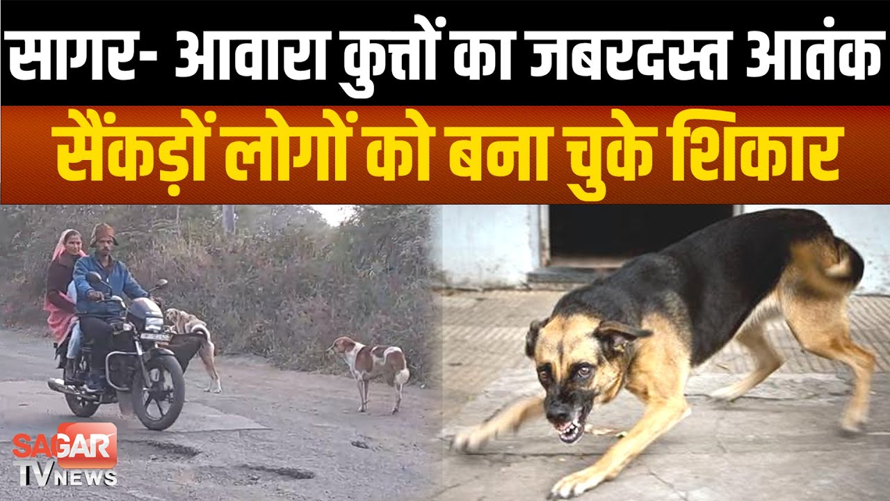 सागर- आवारा कुत्तों के काटने से दह-शत में लोग, सैंकड़ों लोग हो चुके शिकार  |SAGAR TV NEWS|