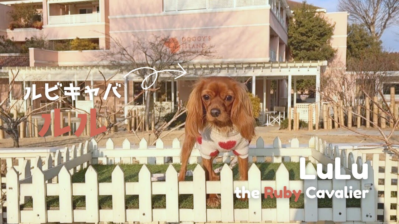 【小谷流ドギーズアイランド】“犬のディズニーランド”へ！現地でお友達できるかな？｜Inside Japan’s Viral “Dog Disneyland” – Doggy’s Island Vlog