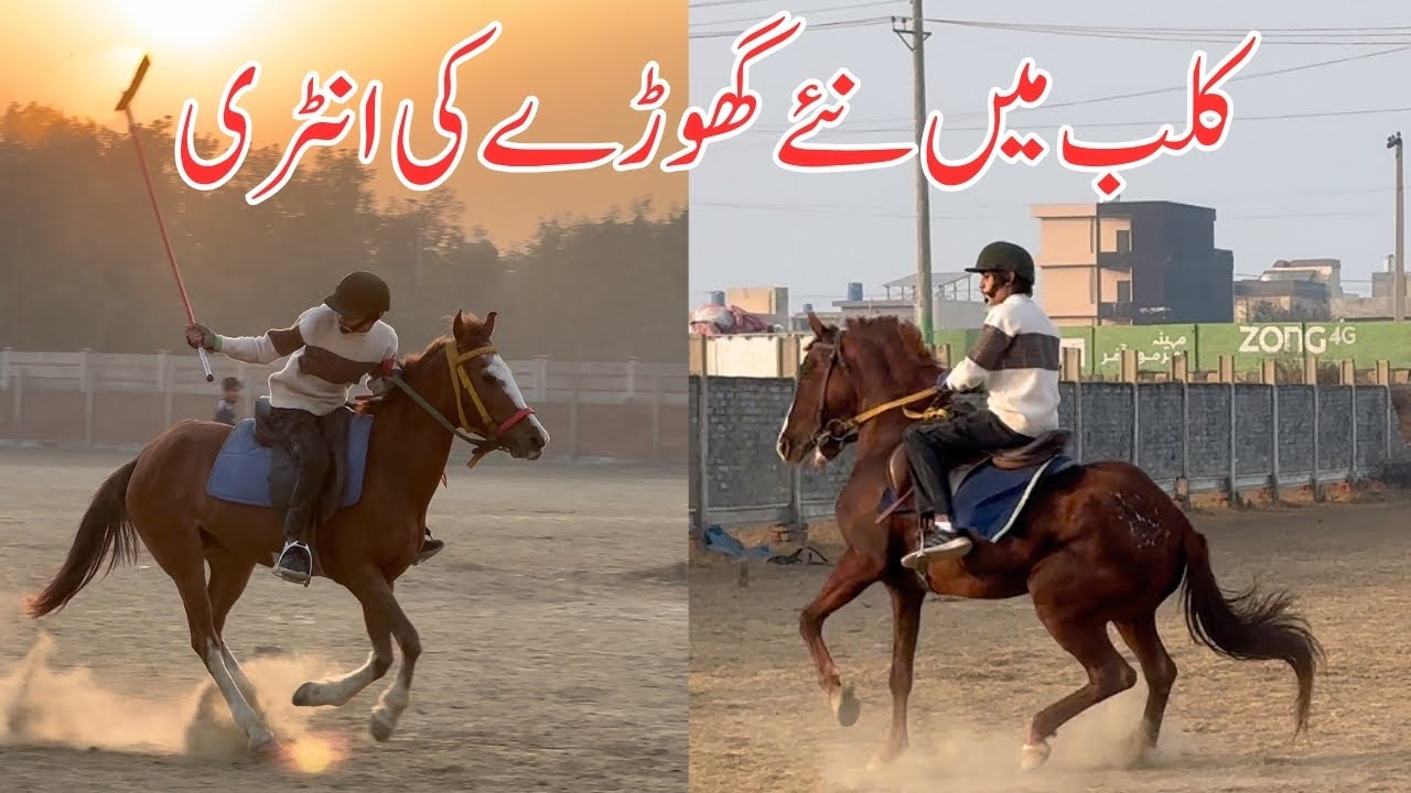 Dangerous Horse Entry in Shahsawar Club🏇
