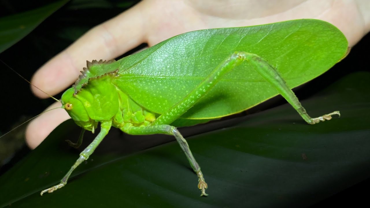 Самый большой в мире кустарниковый кузнечик (Phaneropterinae)