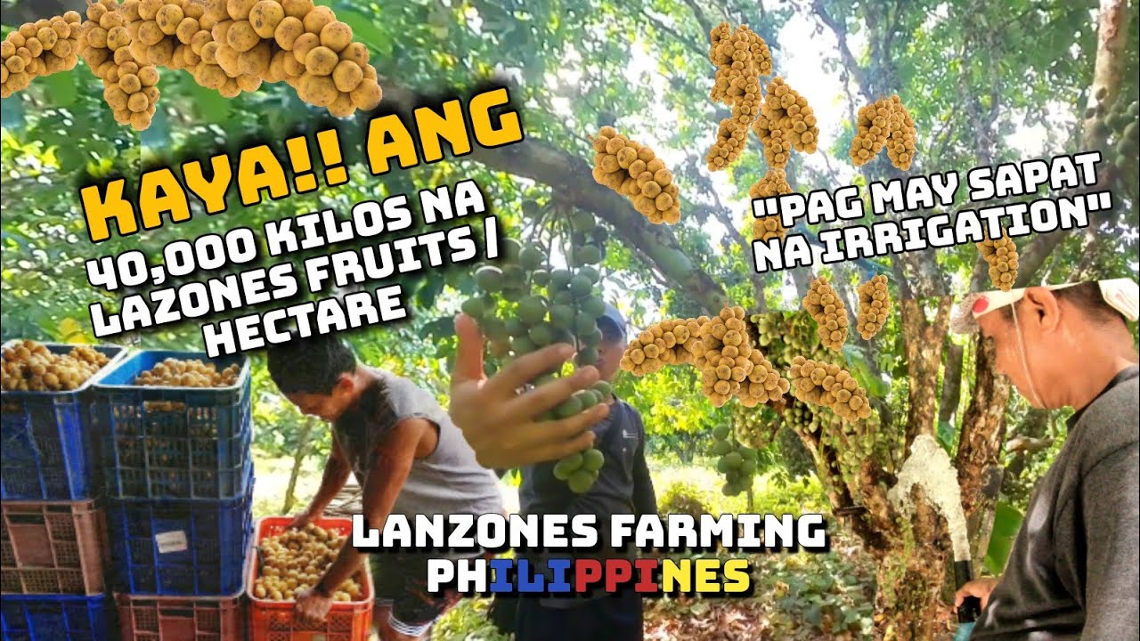 Lanzones farm| 1.5 hectares na lanzones farm /400 trees 40,000 kilos kung! matutuloy lahat Ng bunga!