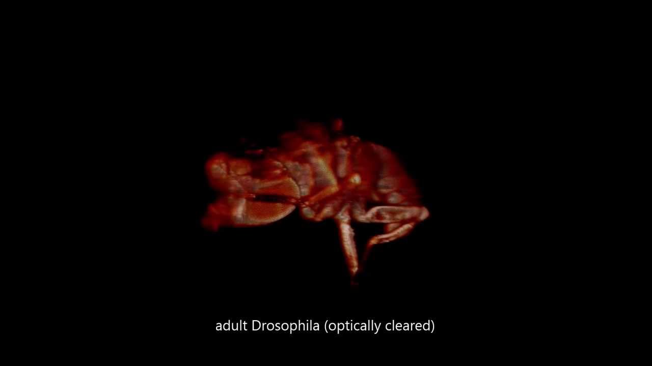 SCAPE real-time 3D microscopy - Fruit fly larvae