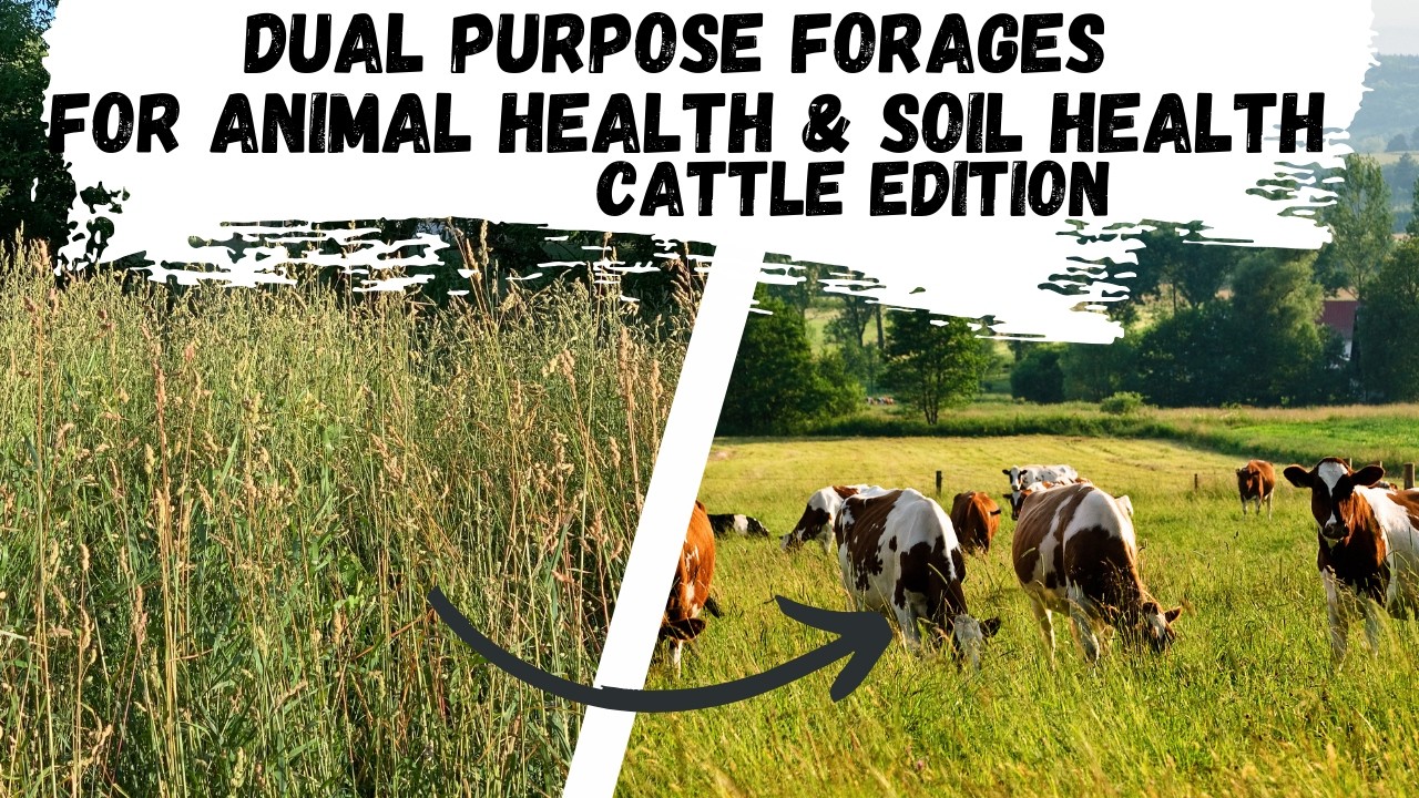 Dual Purpose Forages for Animal Health & Soil Health