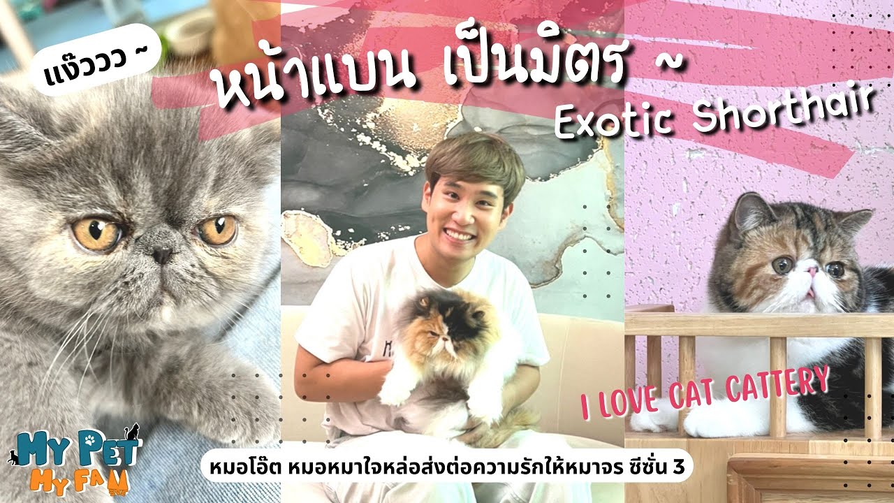 EP.5 - I Love Cat Cattery : แบนแบ๊ว ๆ ก็ Exotic อย่างหนูไงค้า
