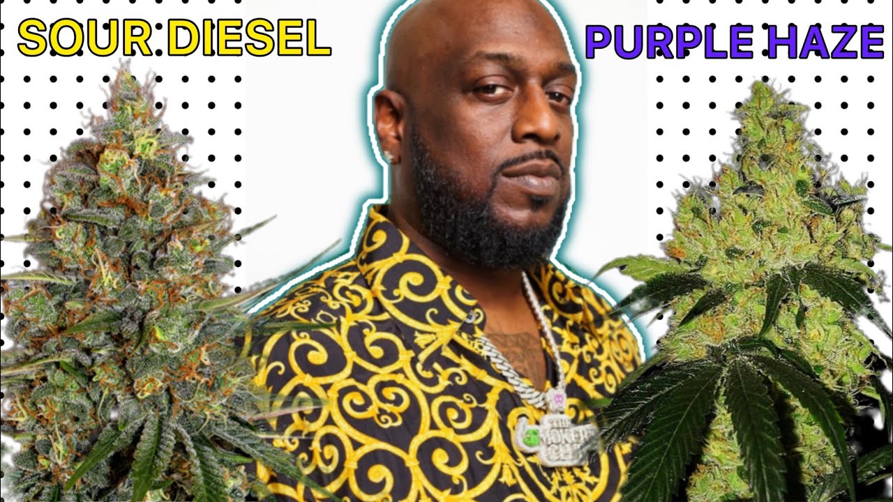 New York Cannabis History: Purple Haze & Sour Diesel (Shiest Bubz Documentary)