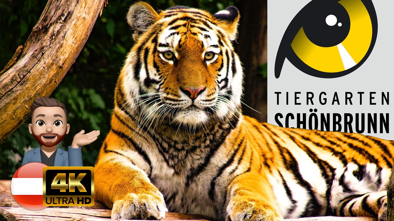 Ein Tag im Tiergarten Schönbrunn: Der älteste Zoo der Welt! EMPFEHLENSWERT Austria 🇦🇹