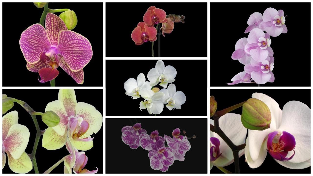 Time lapse 26 Super Orchid blooming Before Your Eyes