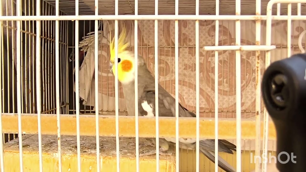 Coco Is Angry 😠 & Fofo Is Confused 😳 | cute animal videos