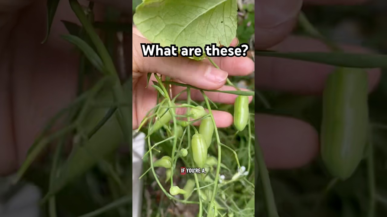 Help - what vegetables are these? 