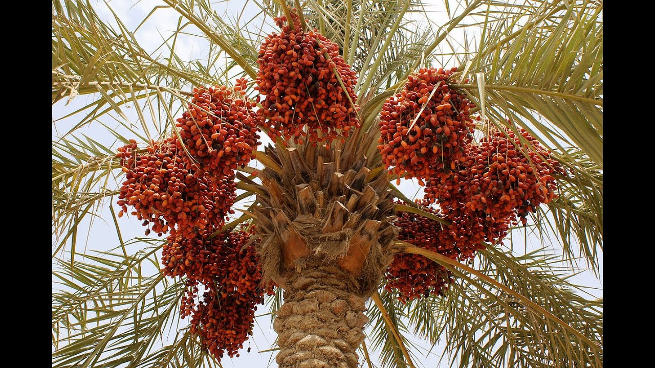 Palm farm near Dead Sea region Israel.