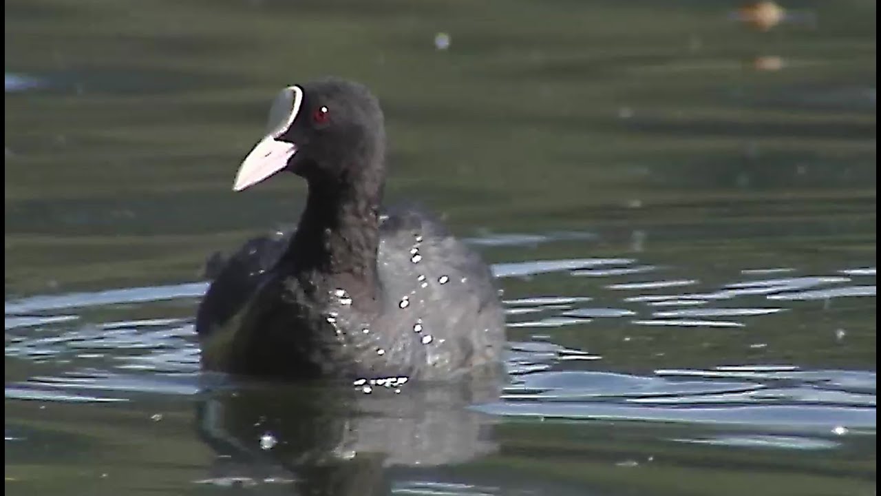 Oiseau Rallidé: foulque poussin