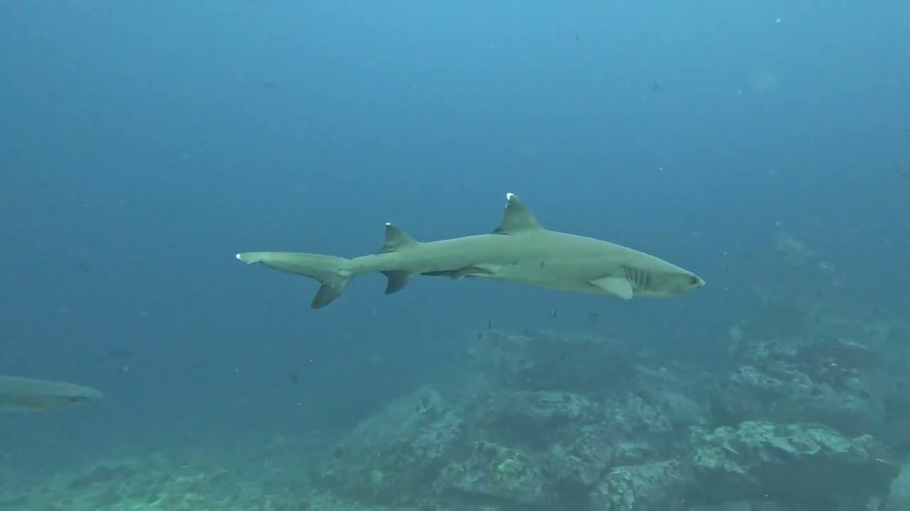 San Cristobel - Kicker Rock white tip reef sharks