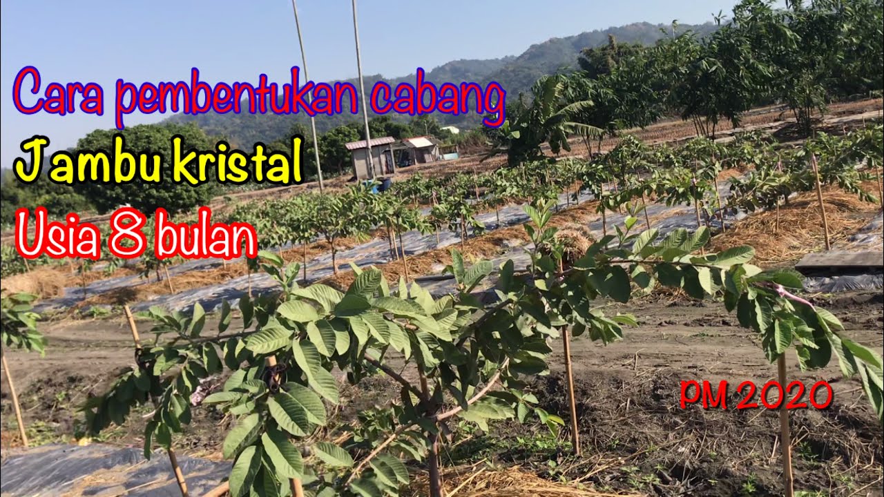 Cara pembentukan arah cabang jambu kristal
