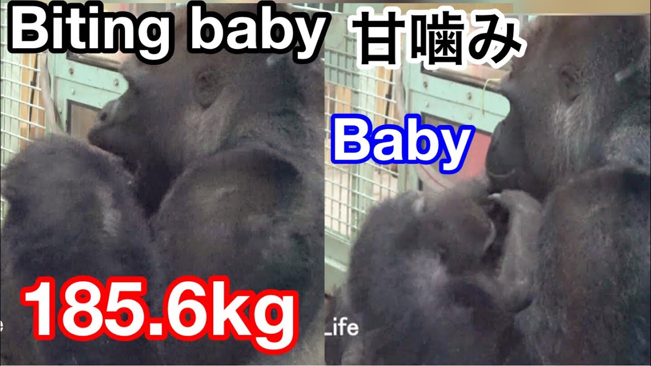 ⚠️ゲンキはパニック状態！キンタロウが室内へ戻ってしもた🌸Genki is in a panic! Kintaro went back inside【KyotoZoo京都市動物園】2022/1/21