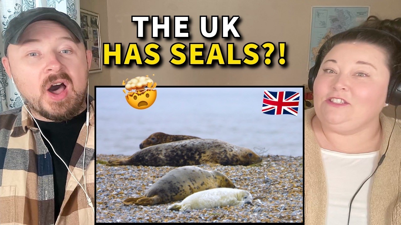 Americans React: The UK's Remote Military Site... FULL of Seals?!