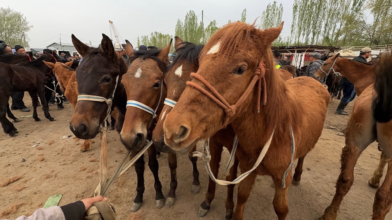 КУРШАБ ЖЫЛКЫ БАЗАР УШУНДАЙ 🤯#байтв 