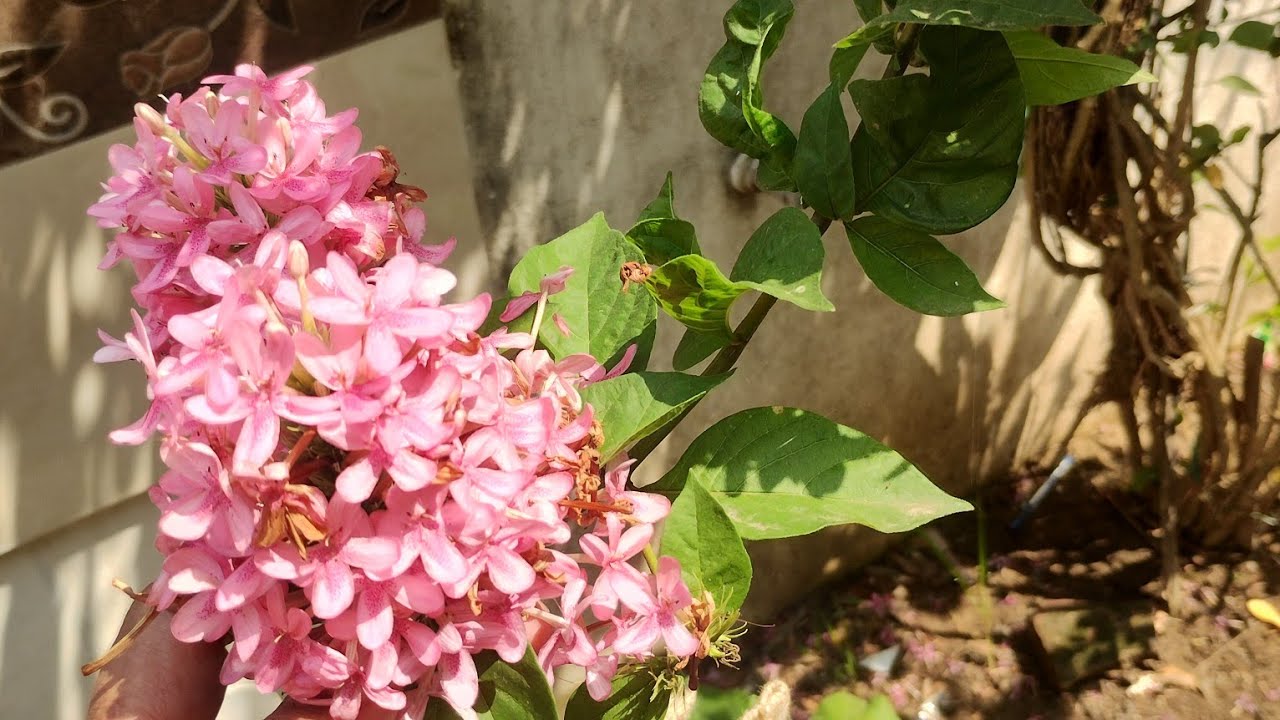 Dhana's E-book  శుభోదయం అండి 💐