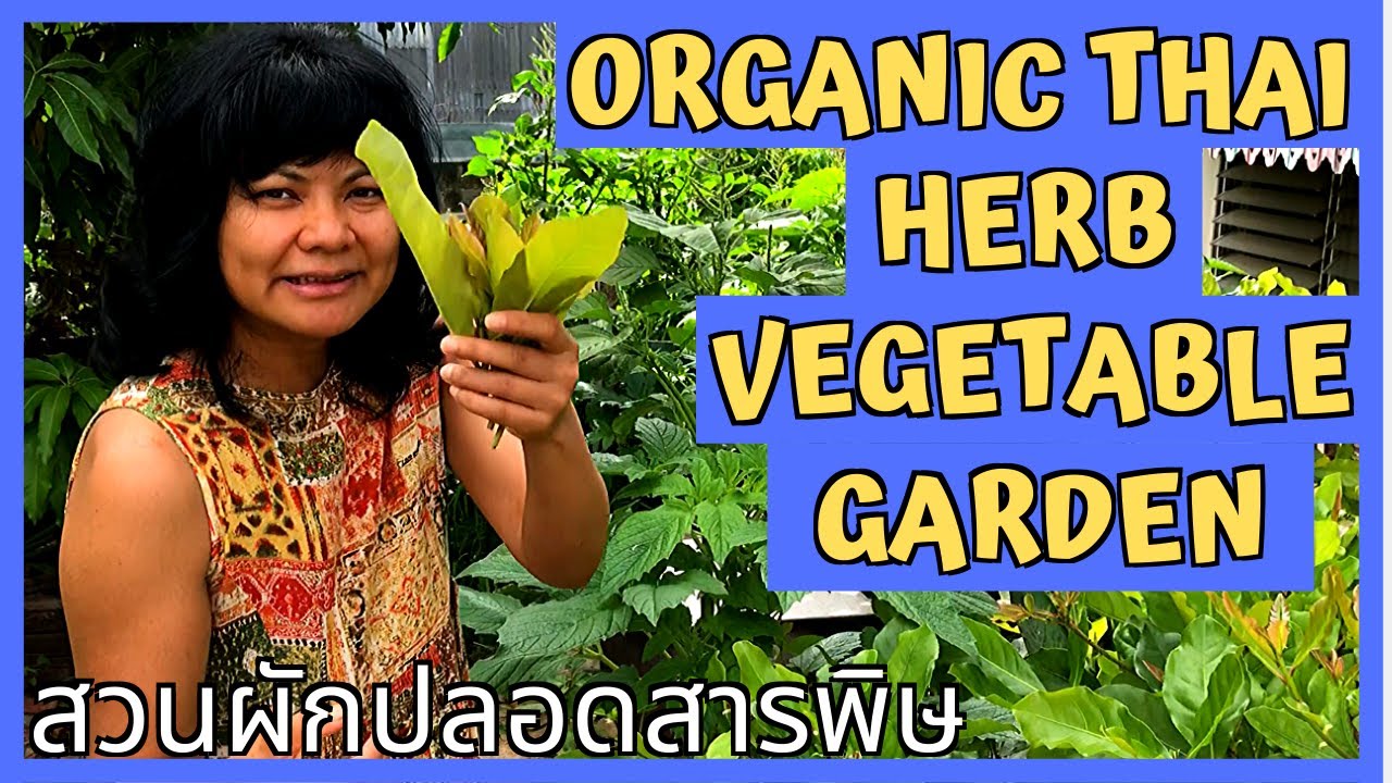 ORGANIC Thailand Vegetable Garden Backyard (THAI HERB, THAI VEGETABLE)