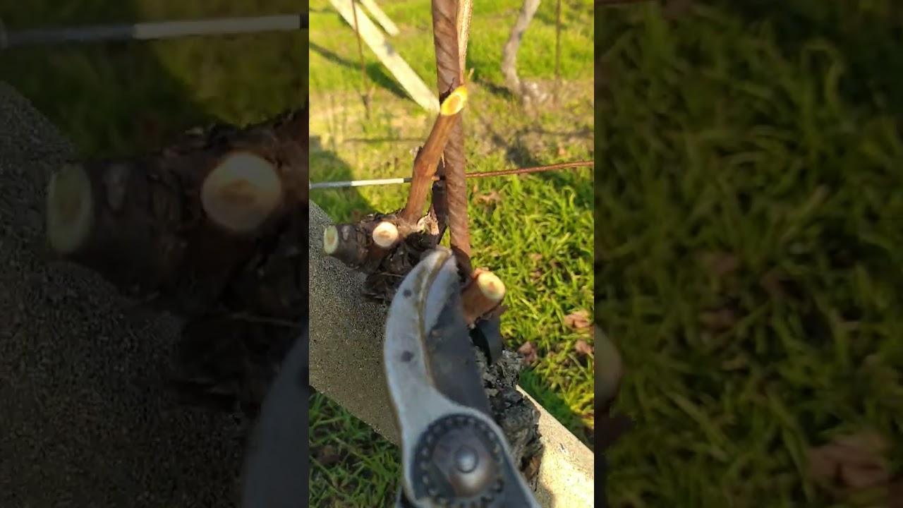 Potatura vigneto lungo moscato