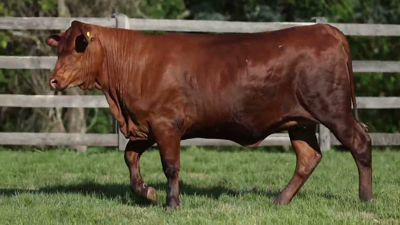 LOTE 33F   TB 312