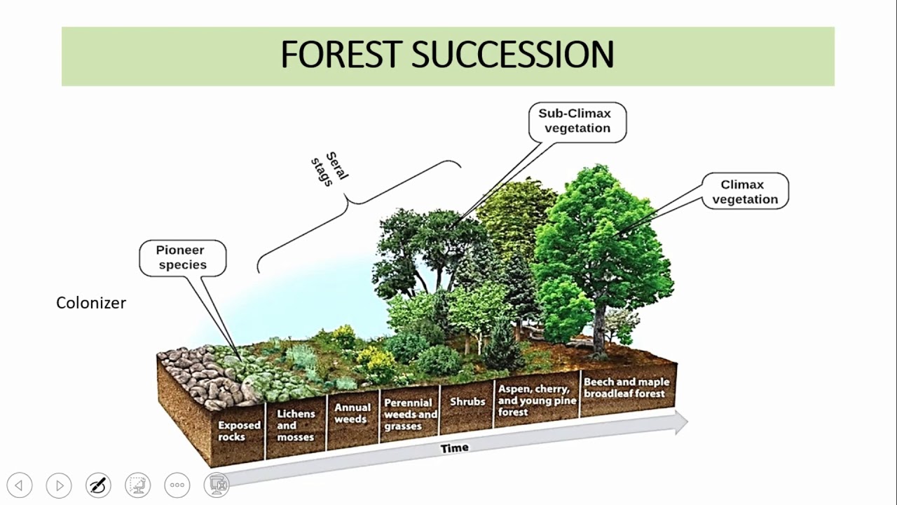 12. RPSC-ACF 2020  |  Silviculture - Succession & Forest Types in India