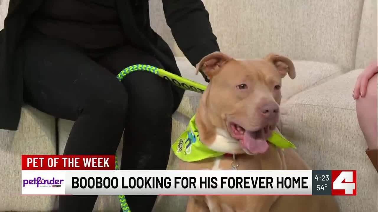 Meet Booboo! Our Pet of the Week