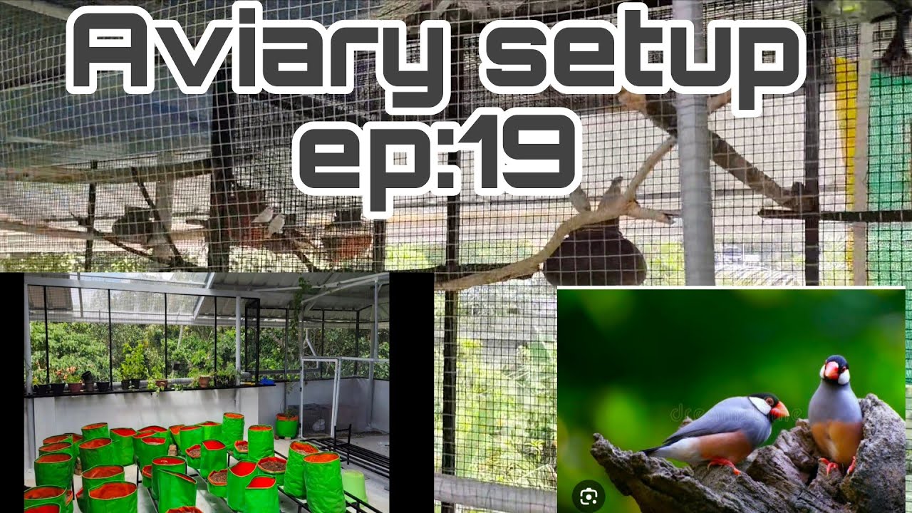 Aviary setup 19