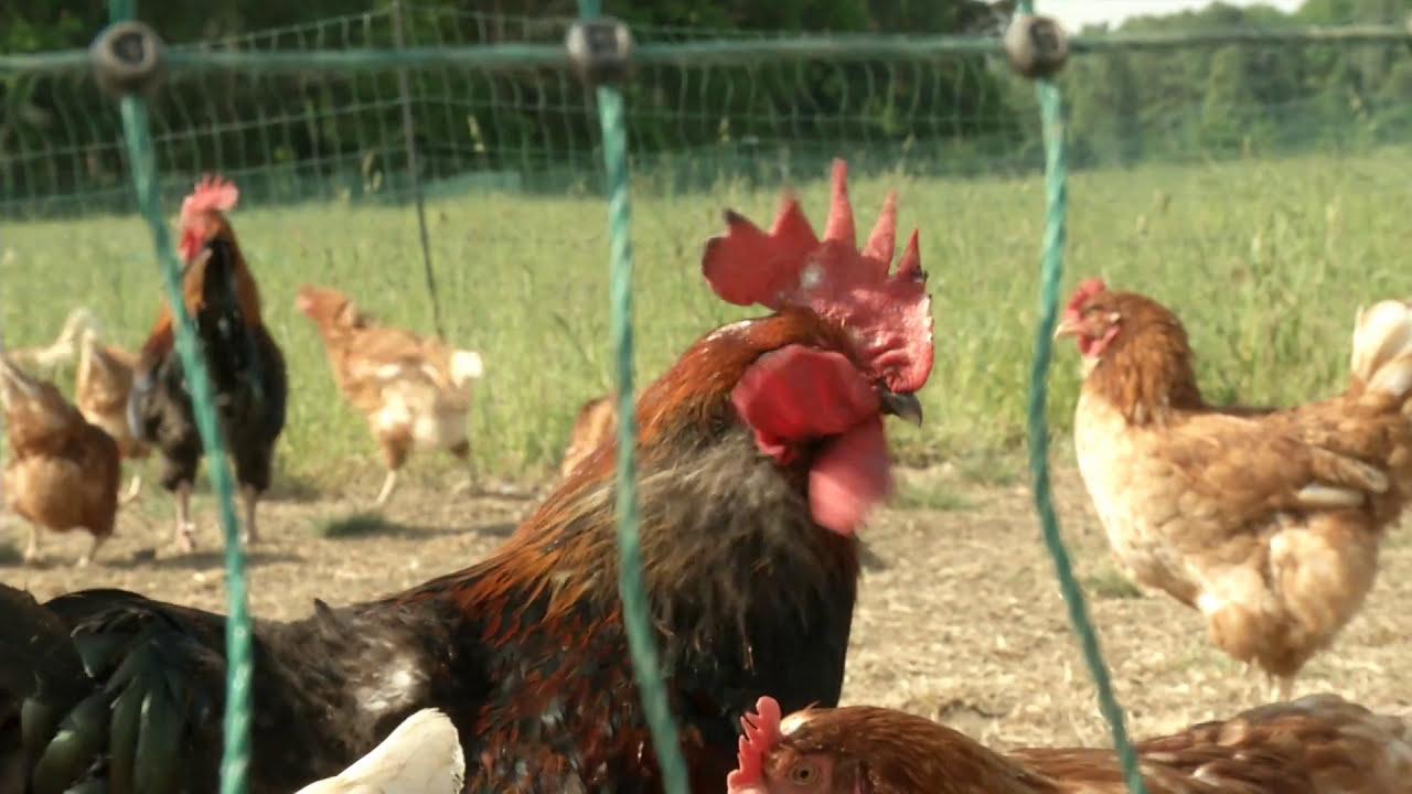 Ökokiste #Leipzig trifft - Kirschhof #regional #bio #Lebensmittel´#demeter