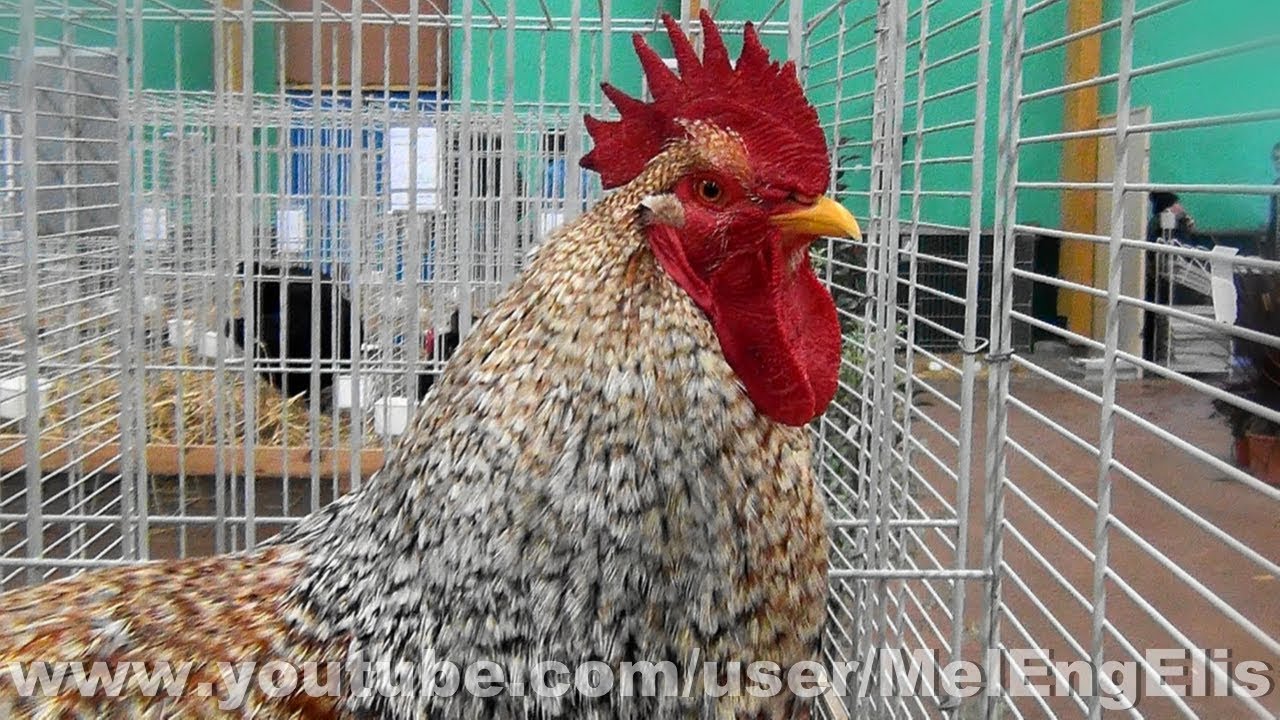 Bielefelder Dorée ( Coq et Poule de Bielefeld ) Exposition Avicole de Neufchâtel-en-Bray